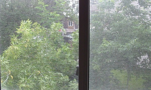 Fallen Tree fills view from our kitchen window